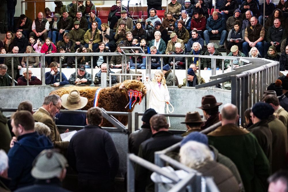 Highland bull in sales ring surrounded by spectators