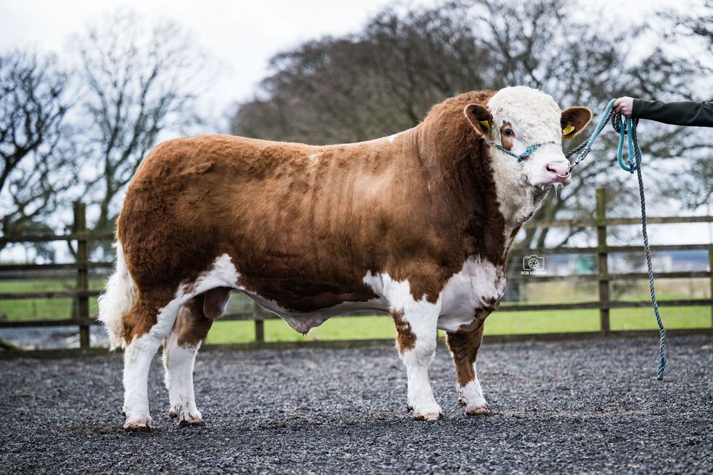 Simmental Bull