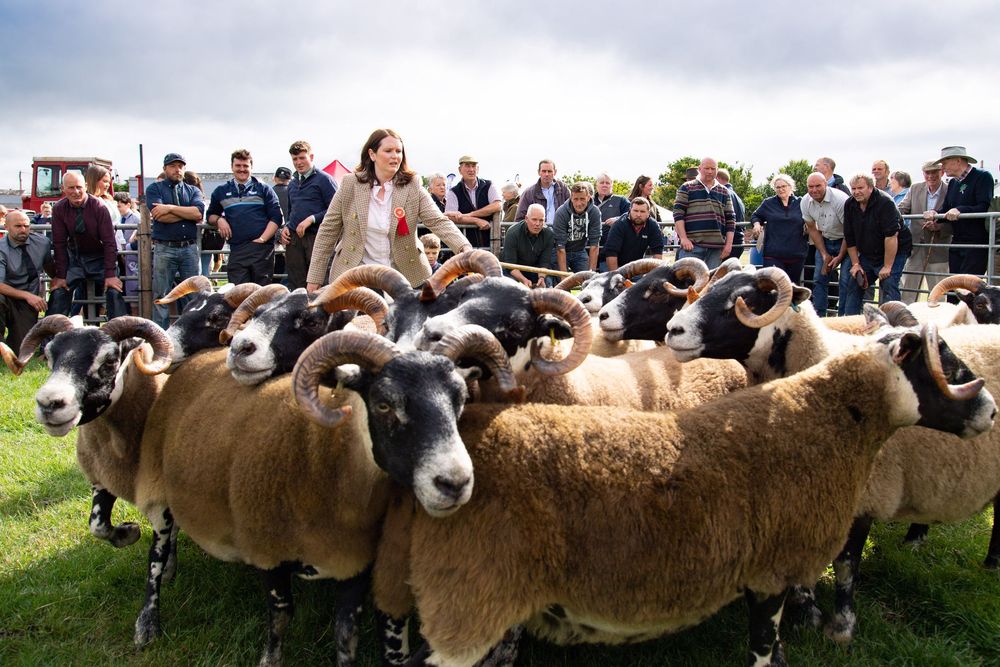 Woman judging Black-faced sheep