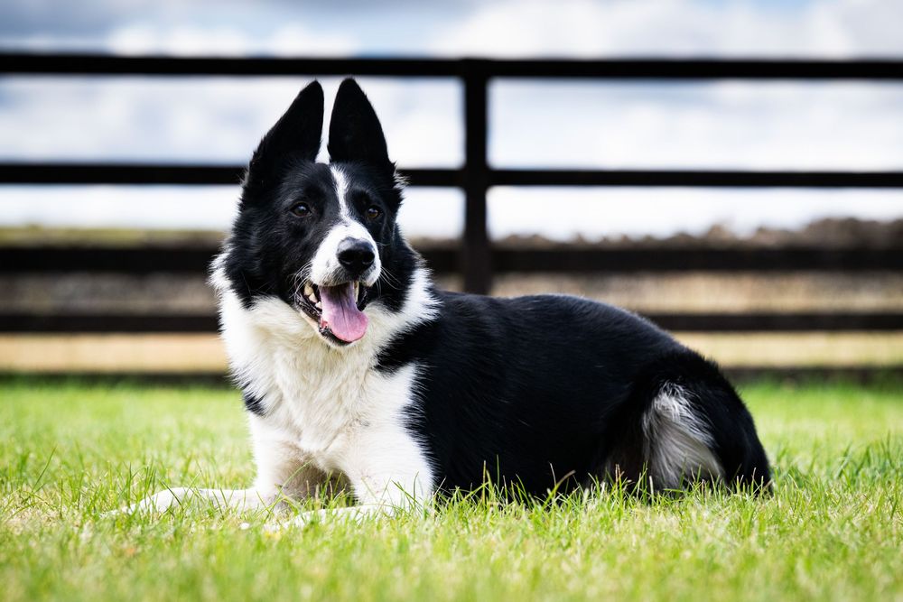 collie dog