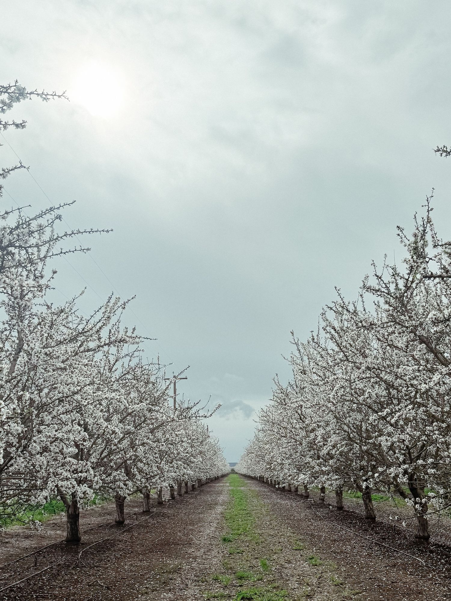 Symmetrical row of white blossoming almond trees lining a dirt path under a misty overcast sky.