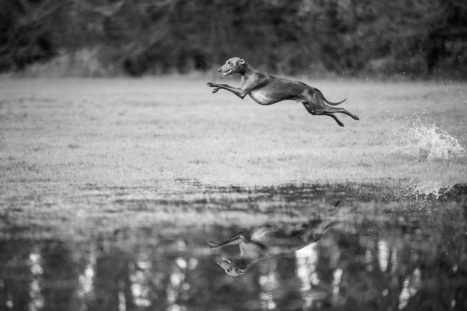 Black and white photo of a dog leaping over water with its reflection visible below.
