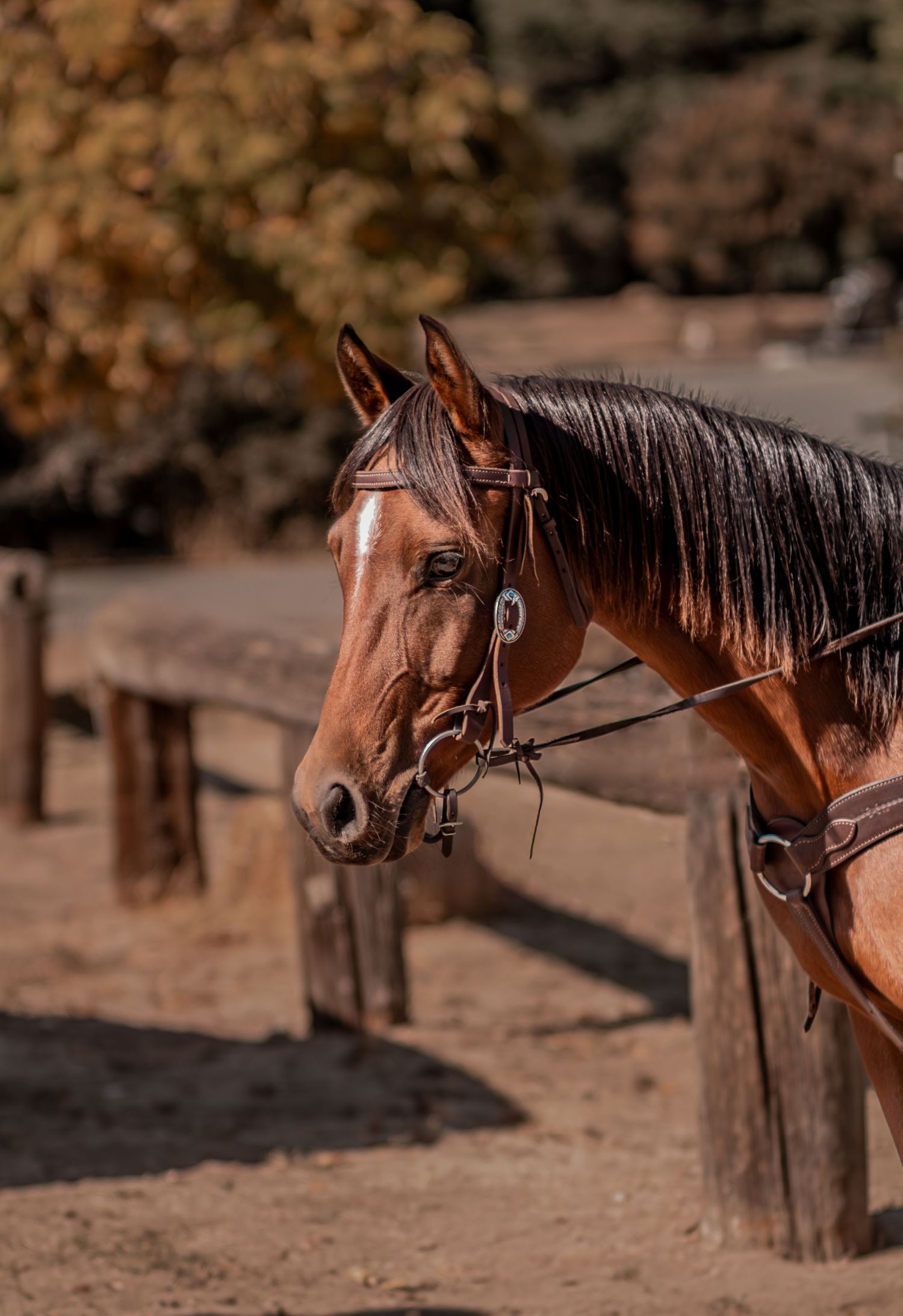 Beautiful bay horse with black mane wearing a bridle tied to wooden post in autumn setting.