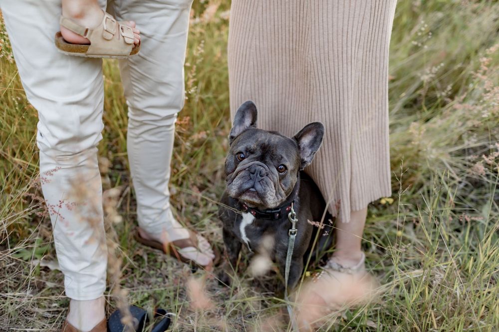 A black French Bulldog sits between two pairs of legs in an outdoor setting.