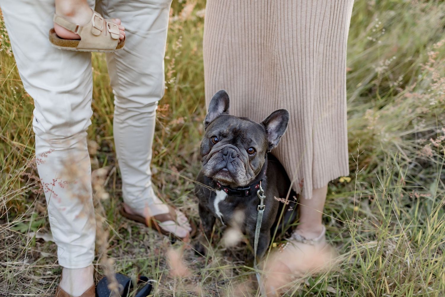 A black French Bulldog sits between two pairs of legs in an outdoor setting.