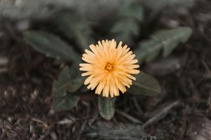 Nature Photo