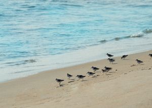 Nature Photo