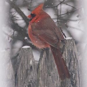 Nature Photography