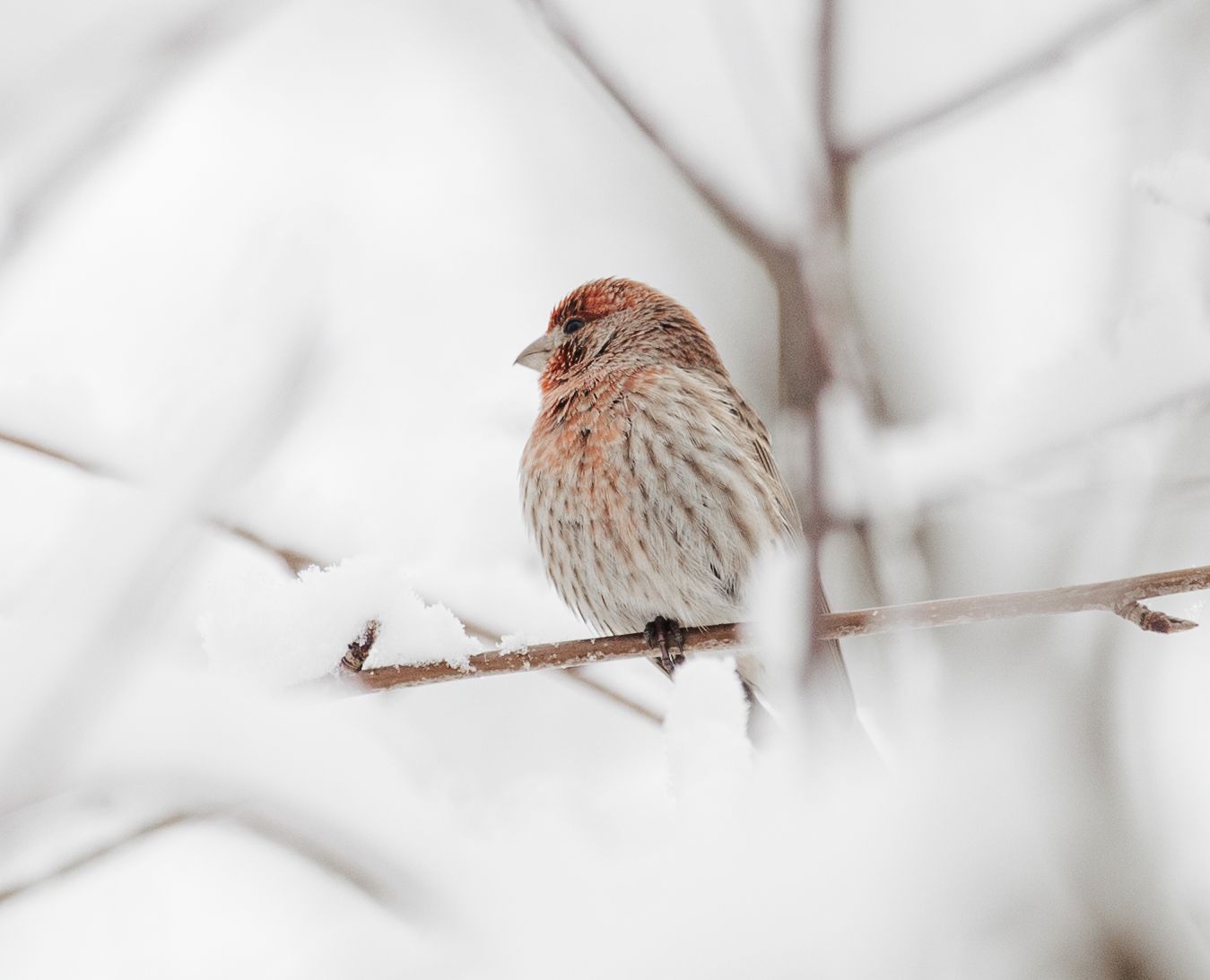 Nature Photography