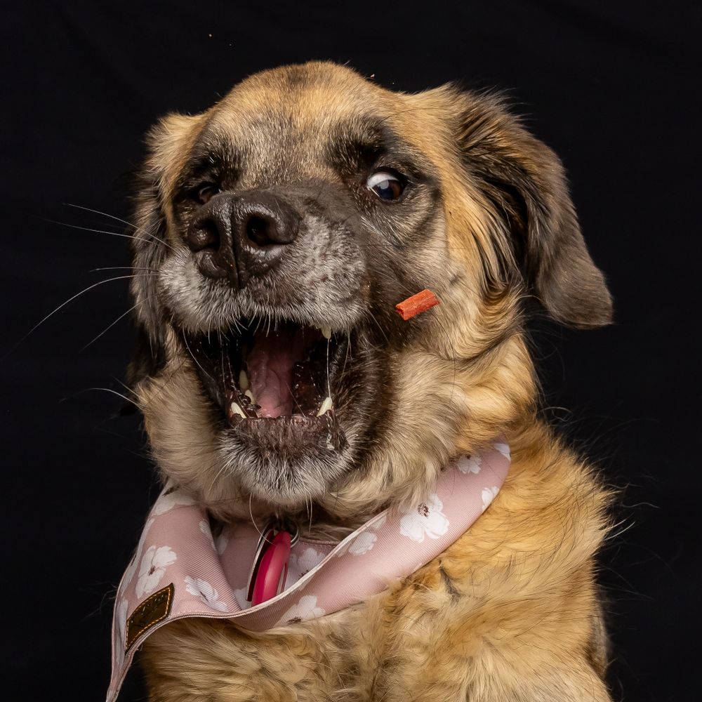 A happy fur baby jumping to catch a treat in Chandler, Texas. This dog is always ready for some fun and snacks!