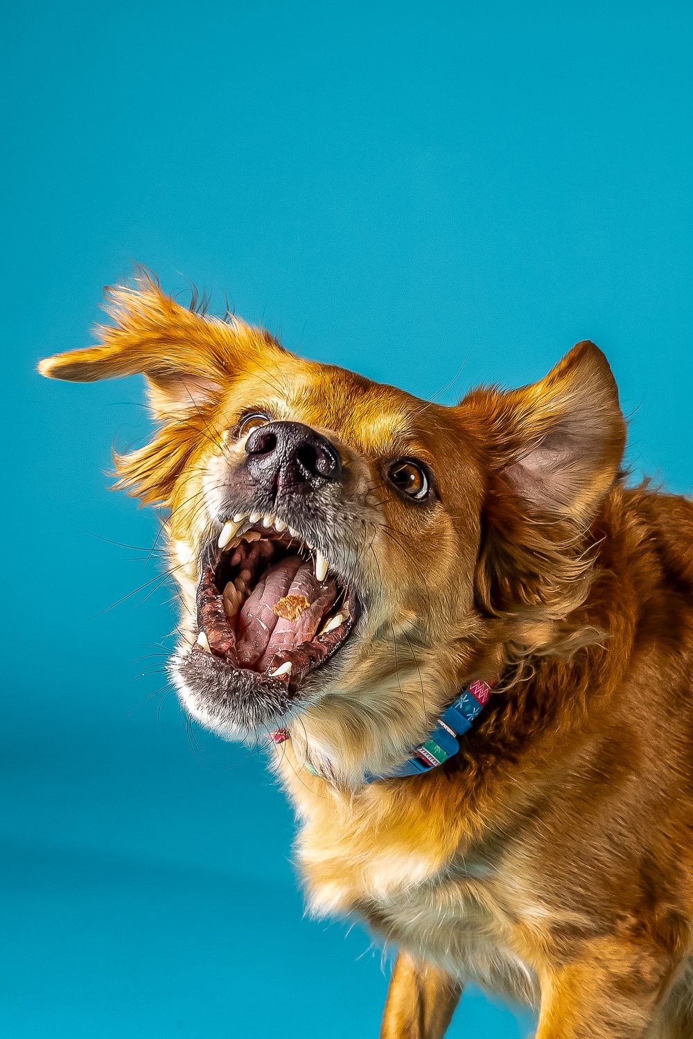 Puppy Love Pet Photography picture treat catch