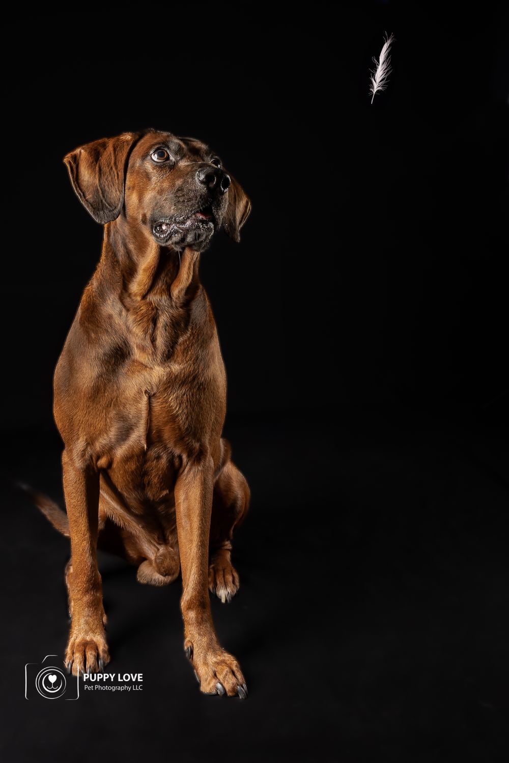 Puppy Love Pet Photography picture treat catch