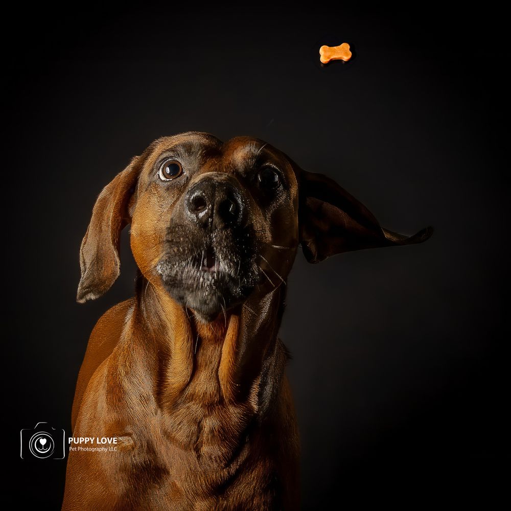 Puppy Love Pet Photography picture treat catch