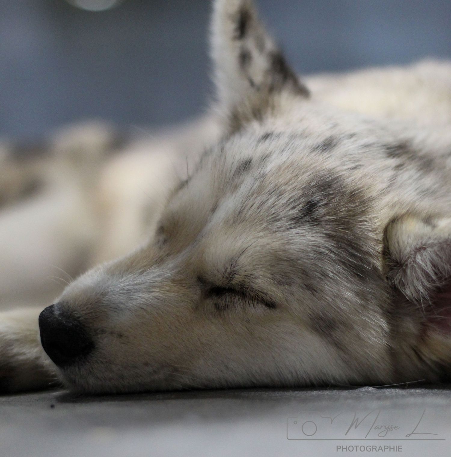 Close-up of a peaceful sleeping white wolf with its eyes closed.