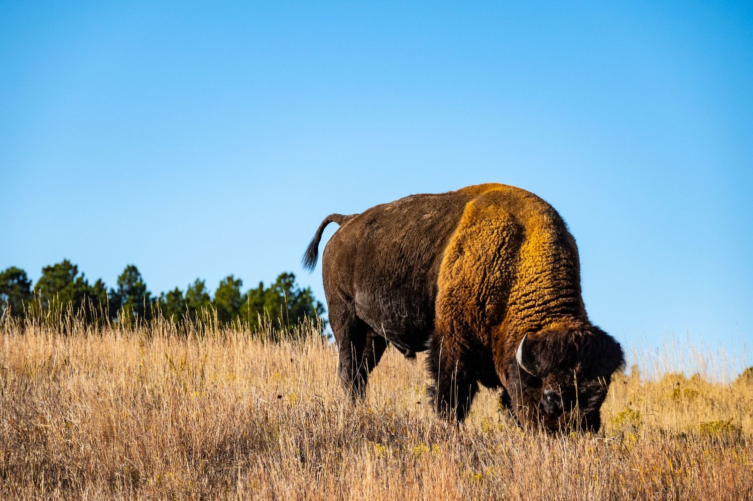 American bison grazing on dry grass against a bright blue sky and tree line.