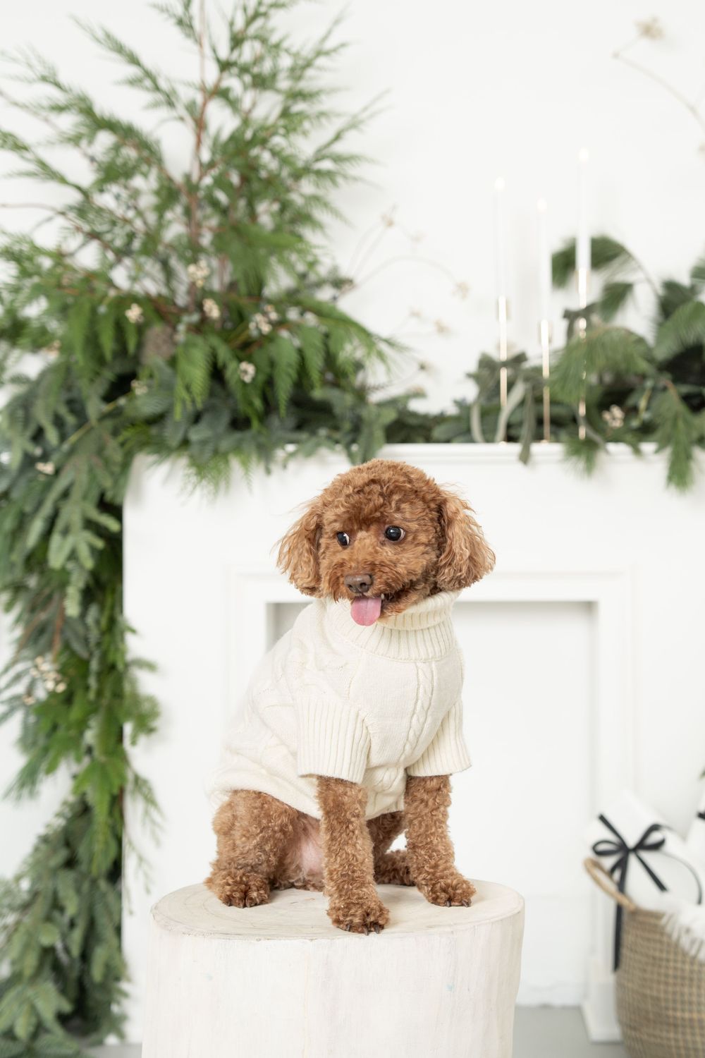 Adorable brown toy poodle puppy wearing a white sweater poses in front of holiday greenery decorations.