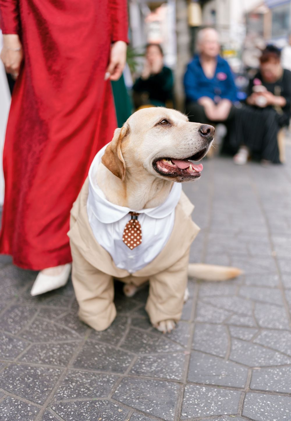 Yellow Labrador dog wearing business attire with khaki pants, white shirt and brown tie at formal event.