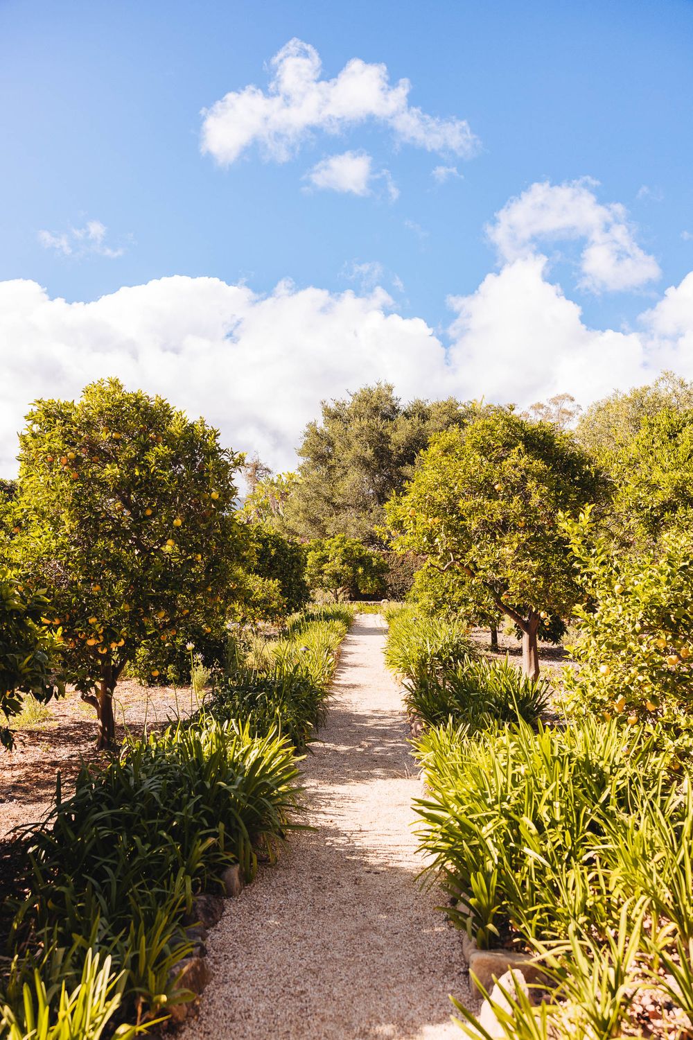 A sunlit garden path winds through rows of citrus trees and lush green plants under a bright blue sky.