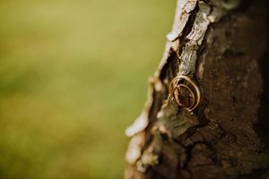 Two gold wedding rings resting in the bark of a tree outdoors. Fotógrafo de Bodas en Formosa
