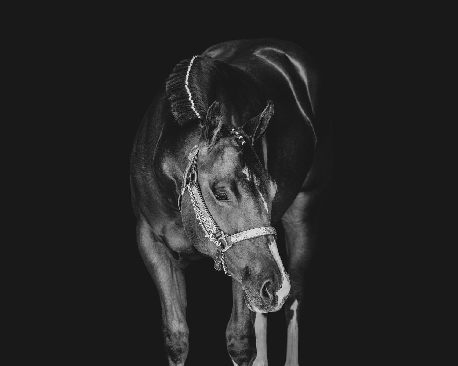 Black and white horse looking right