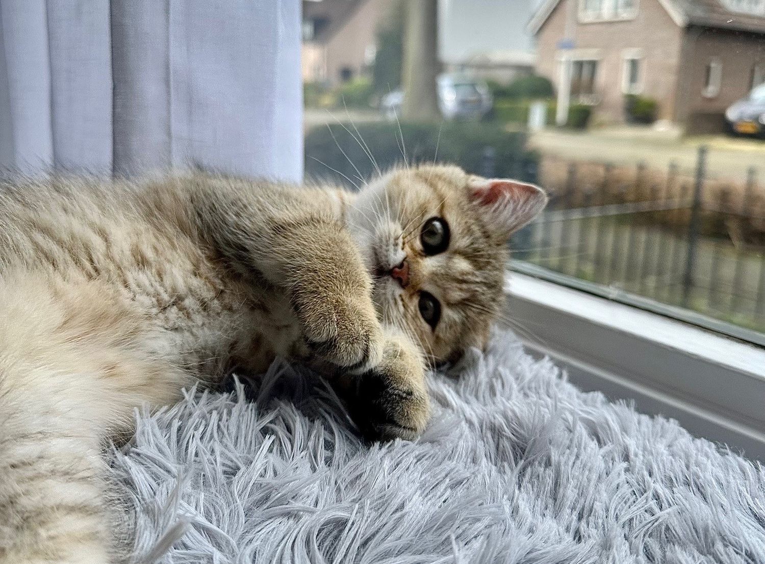 Gepassioneerde dieren en gezinsfotograaf