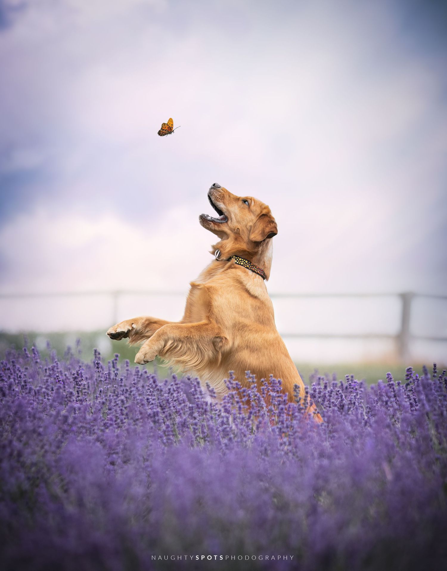 A golden retriever joyfully jumps in a lavender field, chasing a monarch butterfly in Southern Ontario.