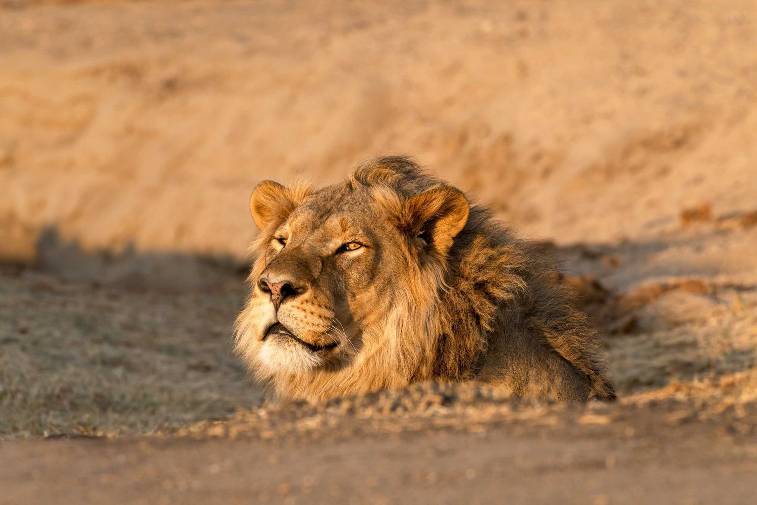 Wildlife Photography & Photographic Safaris in Africa & Australia