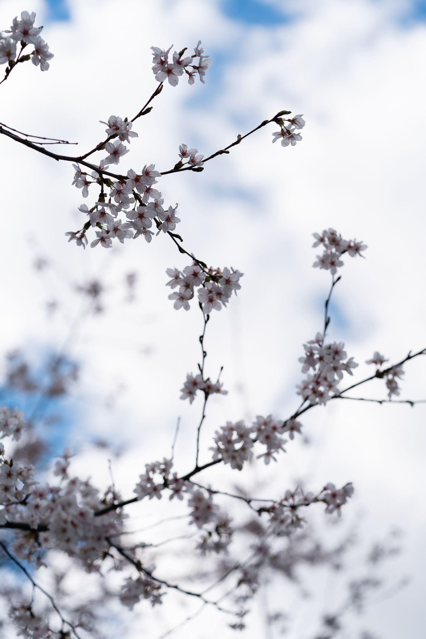 Delicate cherry blossoms blooming against a soft blue sky with white clouds. Akron, Ohio Towpath Trail