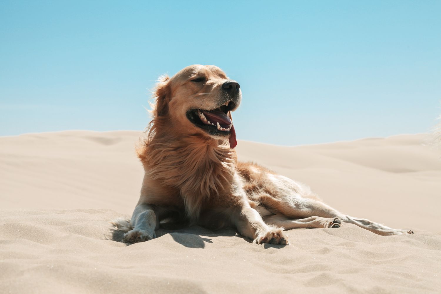 A happy golden retriever dog lies on a sandy beach with bright blue sky in the background.