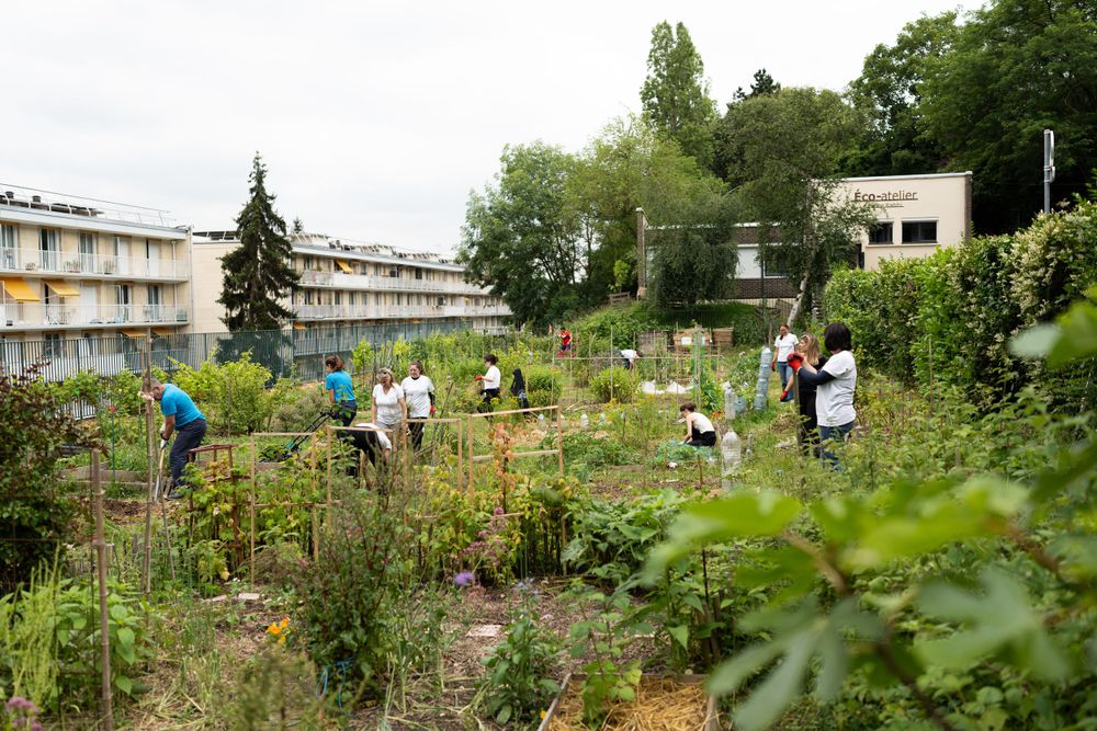 People tend to a lush community garden with apartment buildings visible in the background on a sunny day.