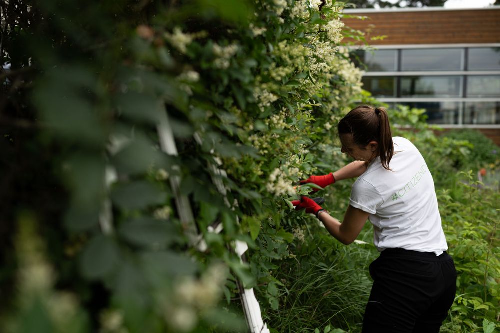 Someone in a white shirt tends to plants in a lush garden on a sunny day while gardening outdoors.