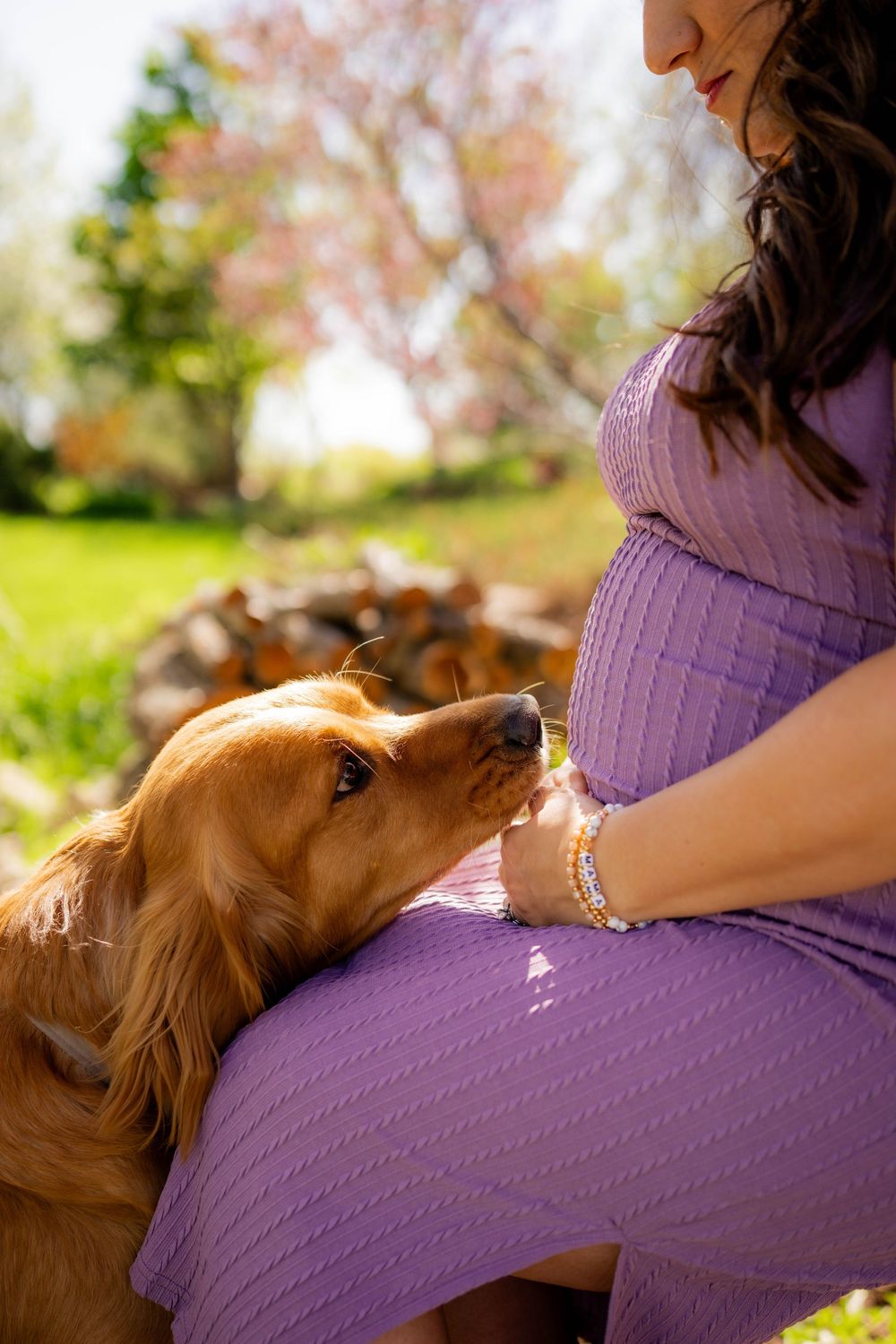 Pregnant woman in purple dress with golden retriever dog nuzzling her baby bump outdoors in spring garden.