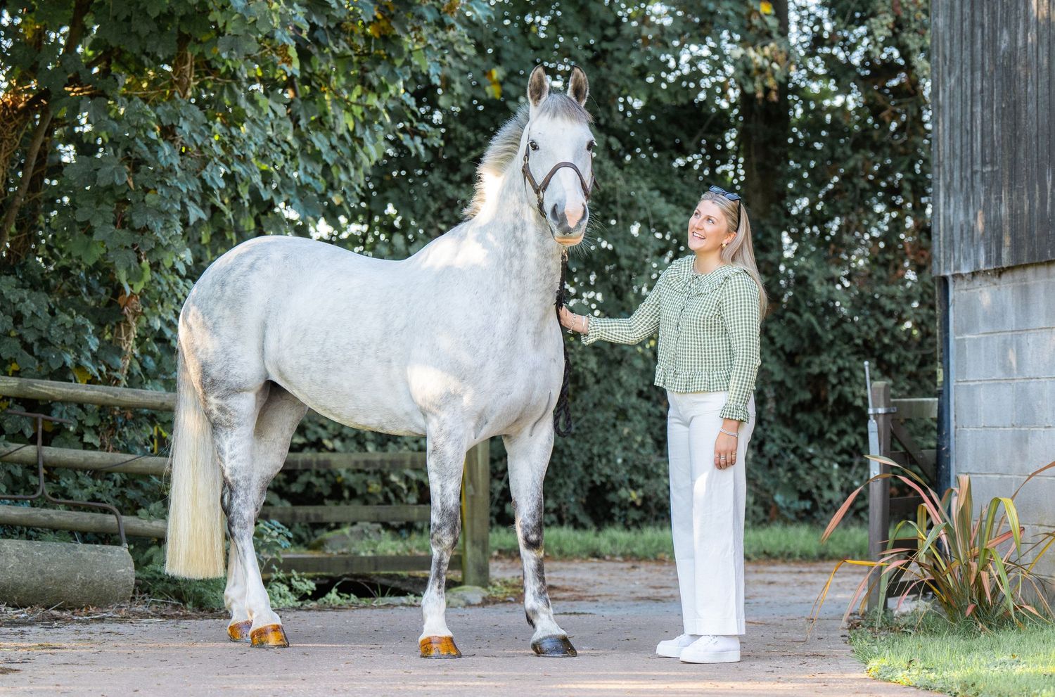 A white donkey stands patiently in an outdoor setting while someone in white attire grooms its coat.