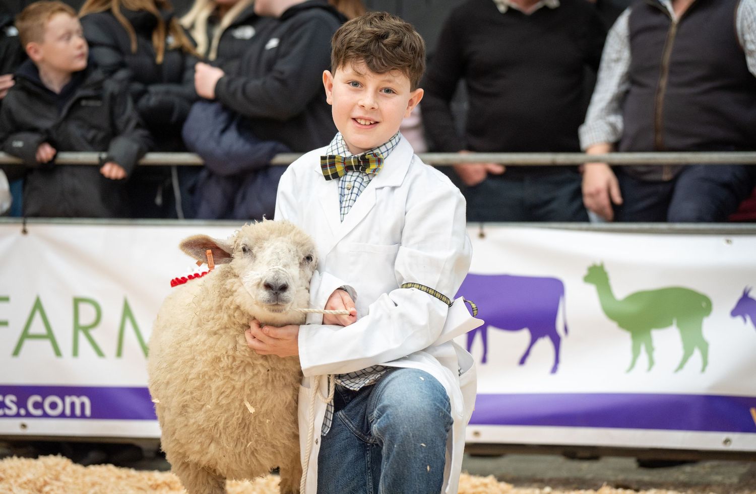 A young person in a white shirt and bow tie sits with a light-colored sheep at an animal show event.