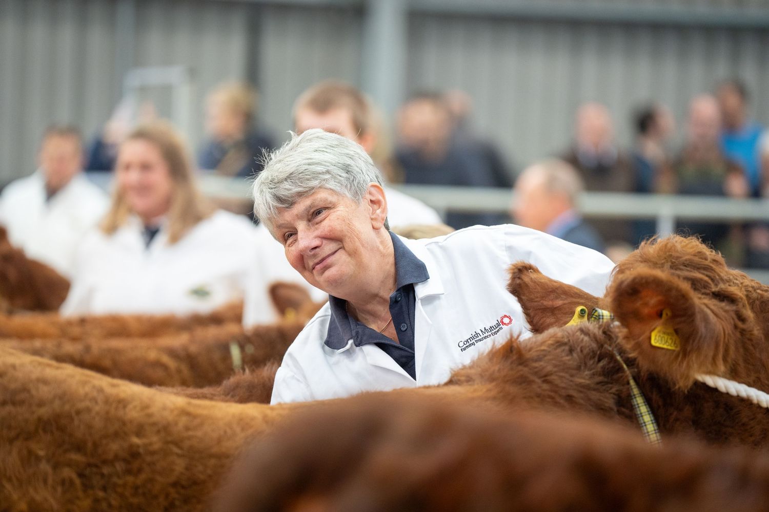 Veterinarian in white coat smiles while working among brown cattle at a livestock event.