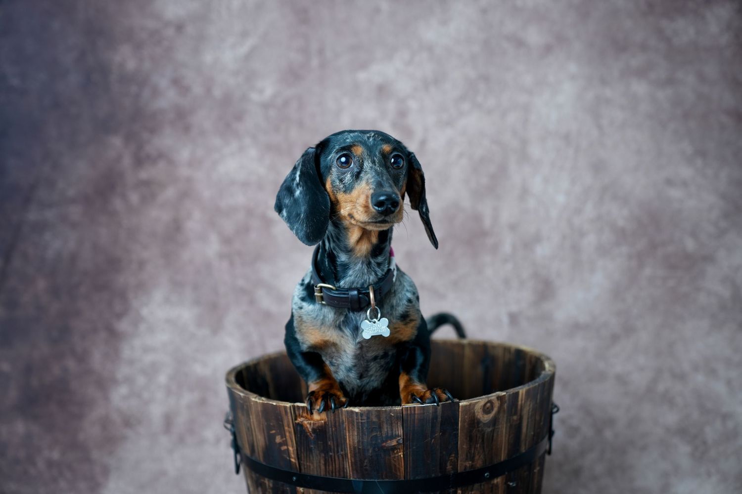 A dachshund puppy sitting in a rustic wooden barrel against a textured background.