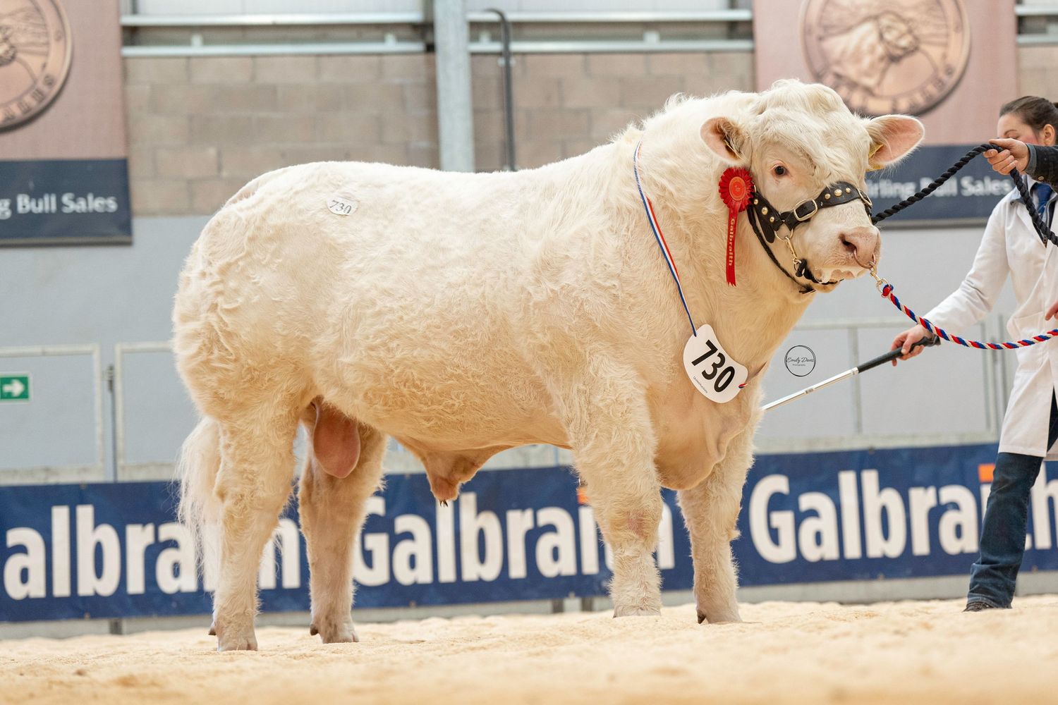 White Charolais cattle being shown and judged at an agricultural exhibition with Galbraith banners in background.