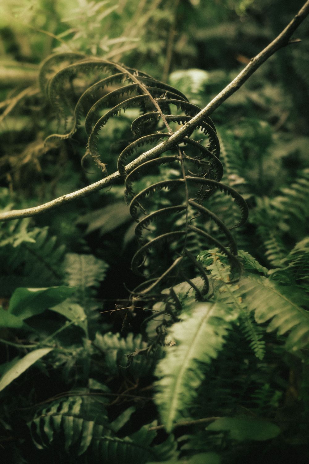 a dark photo of leaves and vines