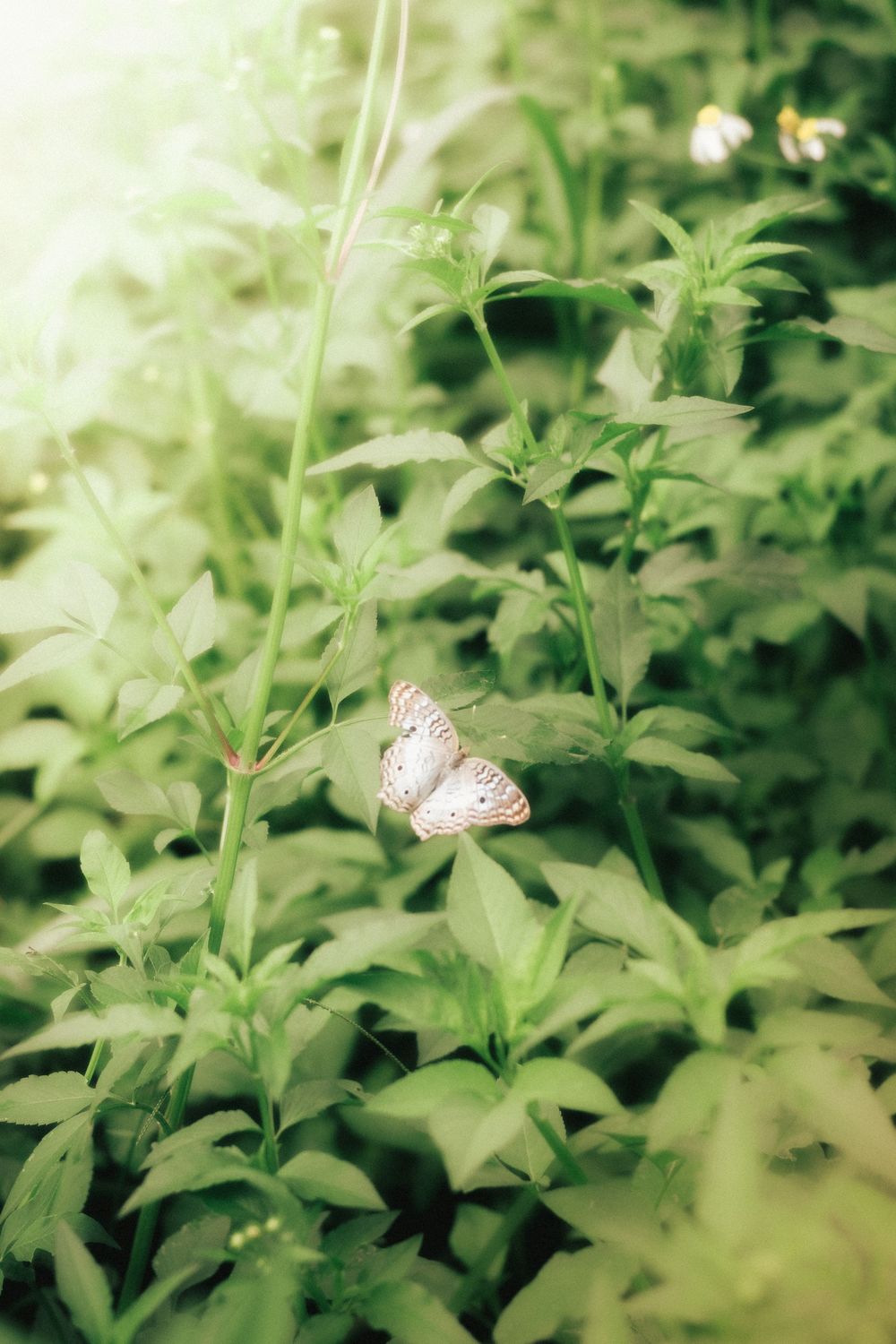 a butterfly next to leaves and flowers