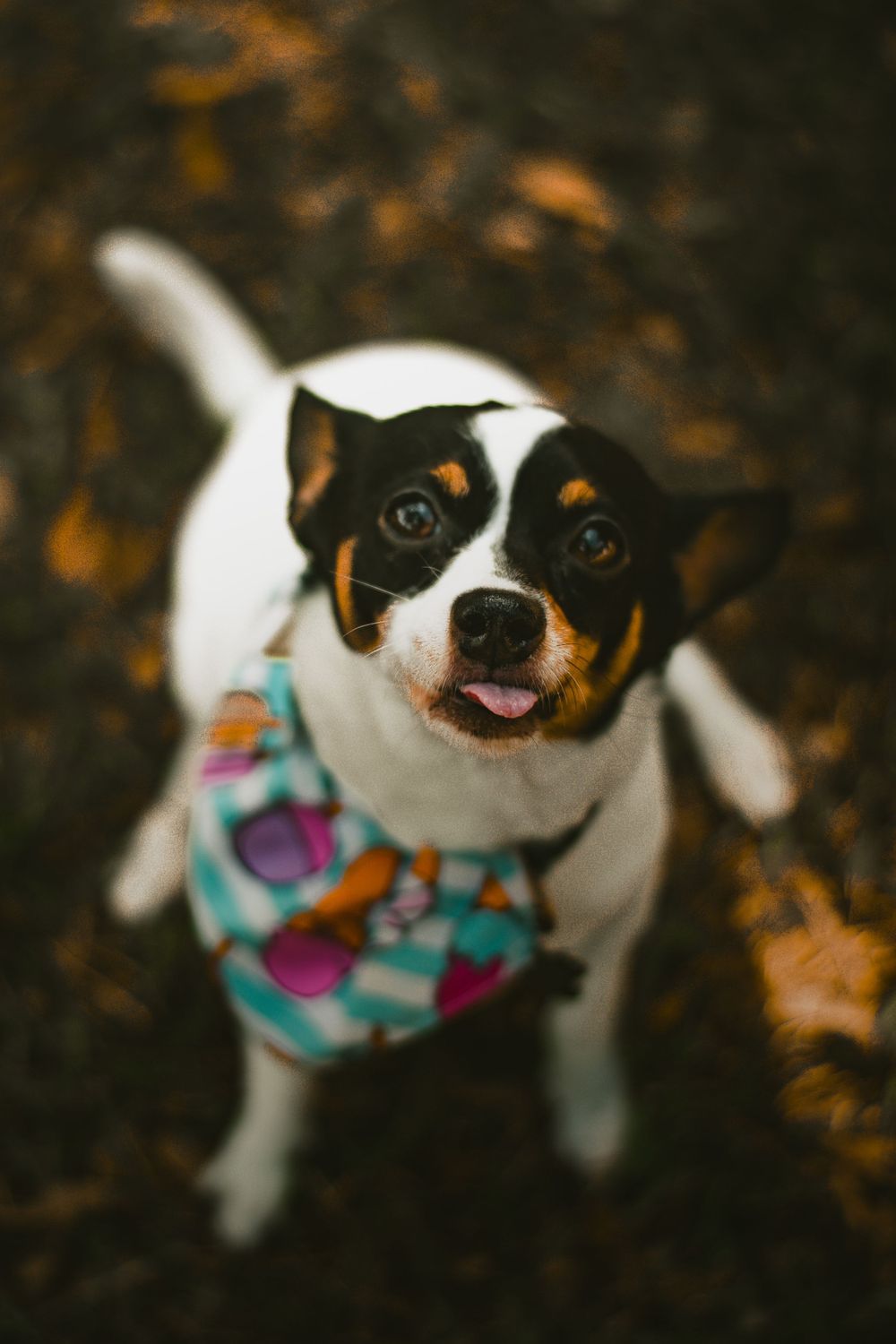 a dog sticking their tongue out and staring