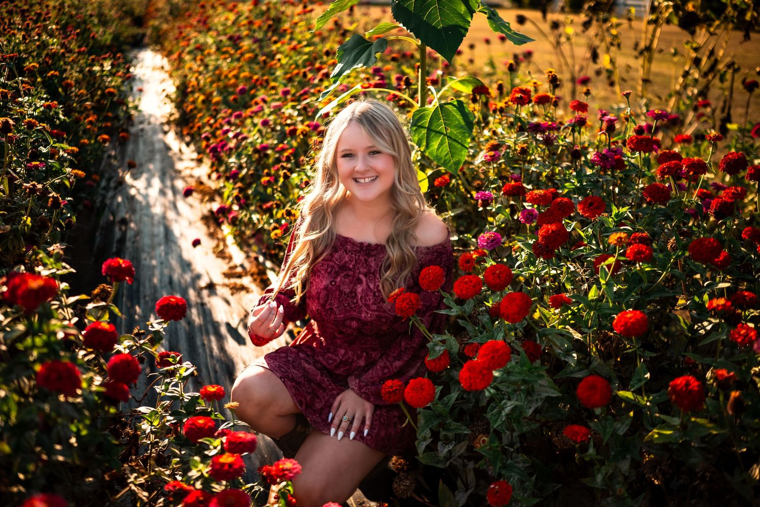 Vibrant red roses bloom in a lush garden setting during golden hour sunlight.
