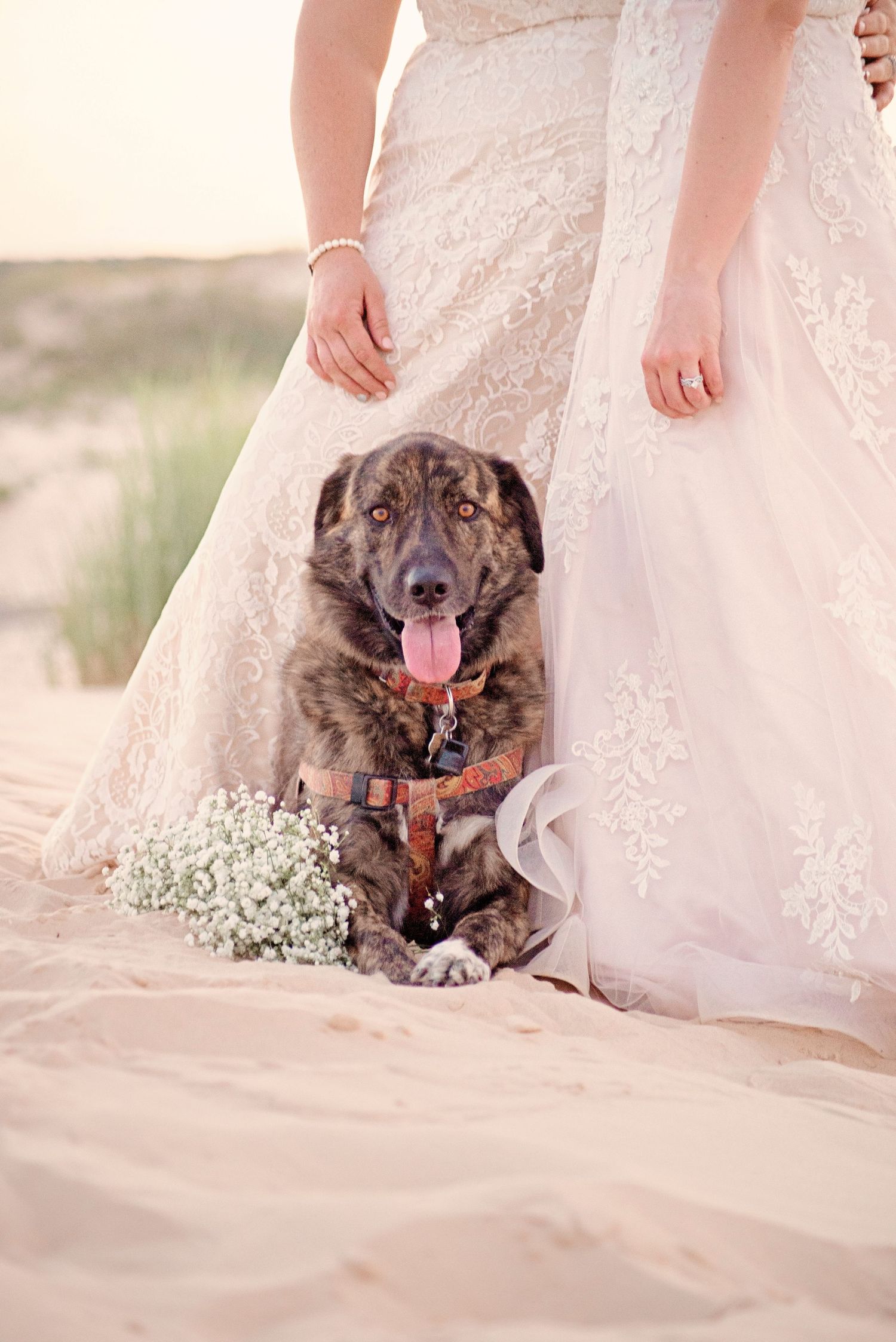 A happy dog wearing a harness sits between two brides in lace wedding gowns on a sandy beach with baby's breath flowers.