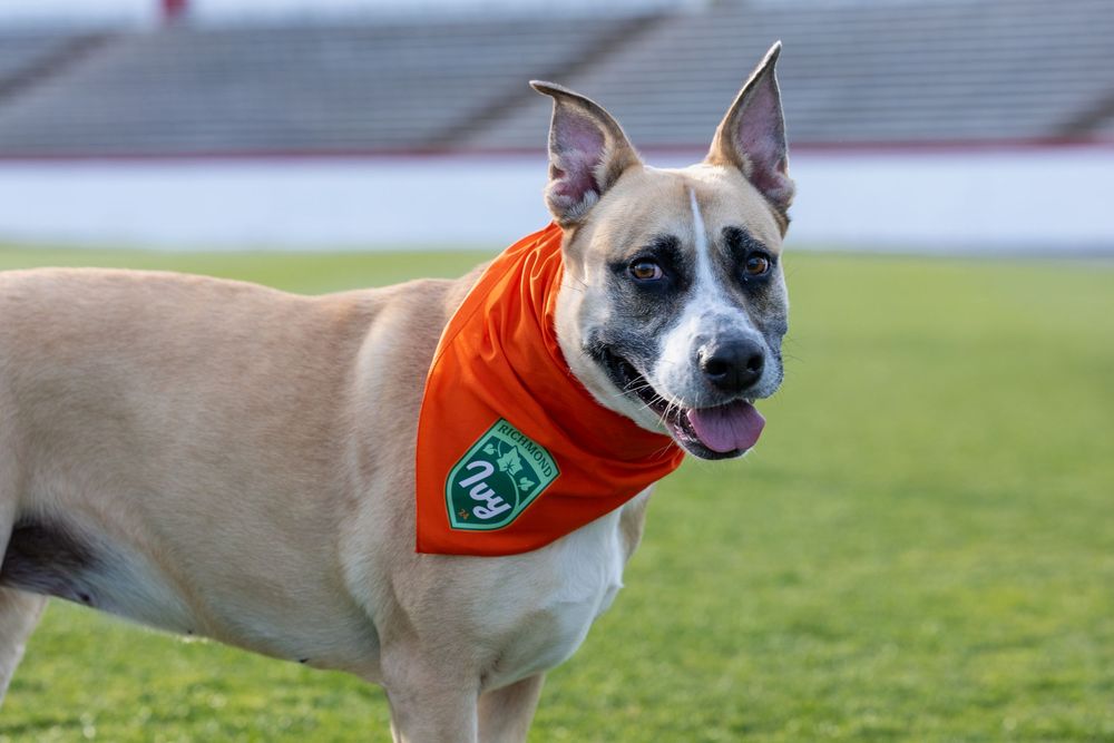 Dogs in orange bandanas sit on a grassy sports field during a sunny day.