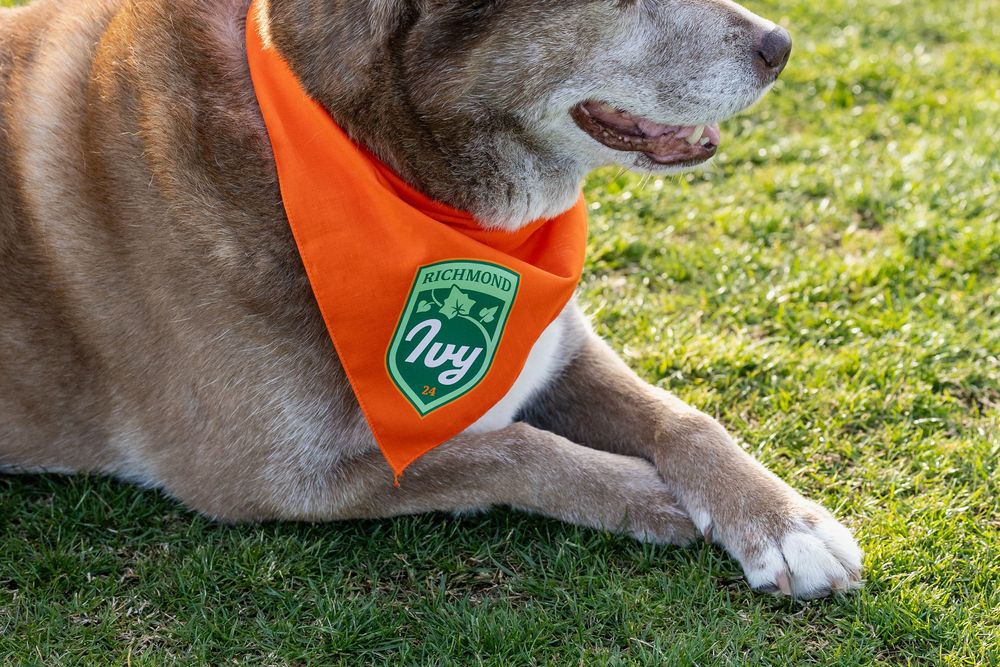 Dog wearing orange visibility vest lying on green grass in outdoor setting.