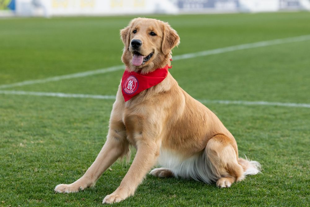 Golden retrievers wearing team jerseys rest on a green soccer field.