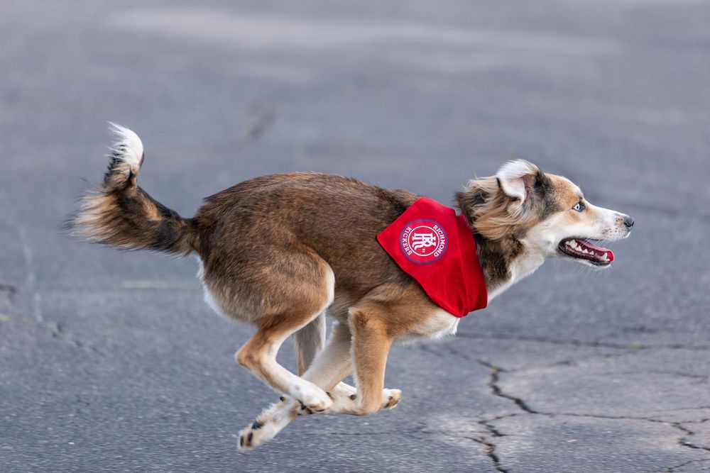 Dogs running and playing on a wet pavement surface.