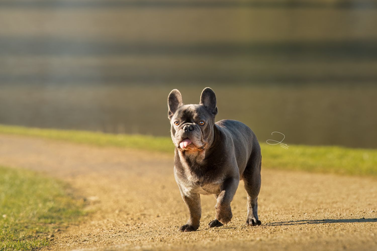 Professionele hondenfotografie Franse Bulldog JA Fotografie in België