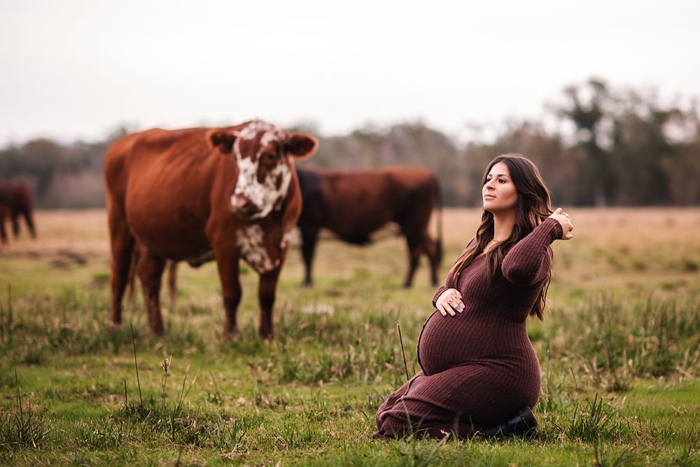 Pregnant woman in burgundy dress sitting in a field with brown cows behind her.