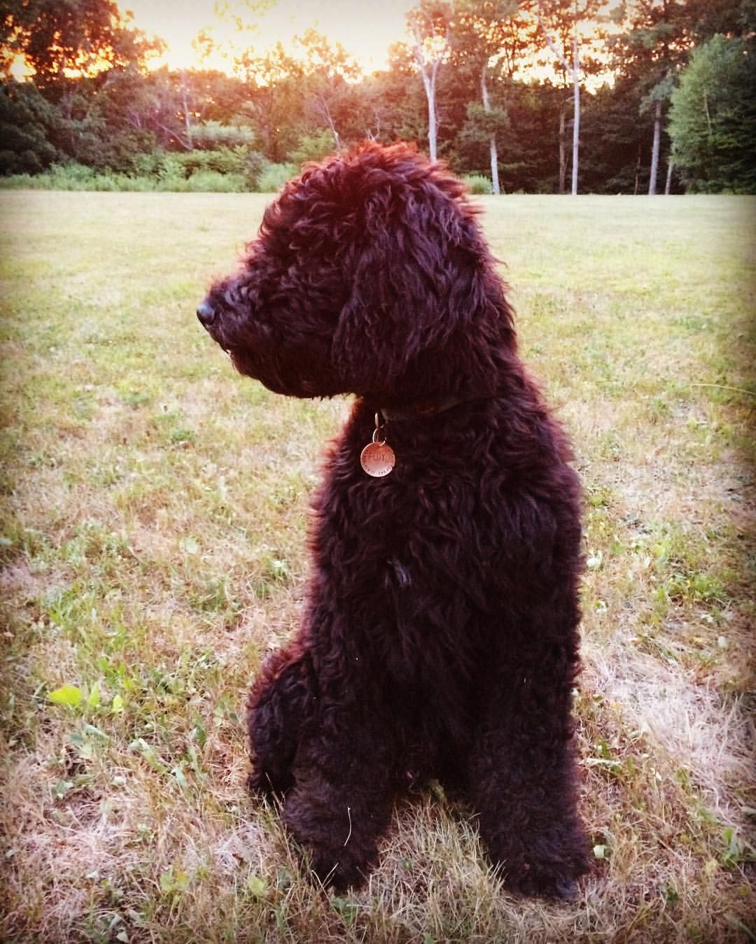 A black Portuguese Water Dog with curly fur stands in a grassy field at sunset.