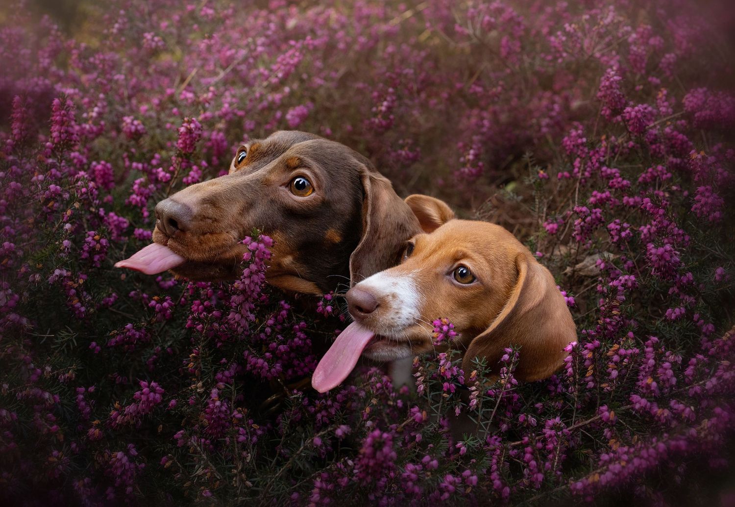 dachshunds, didsbury fletcher moss, dog photographer